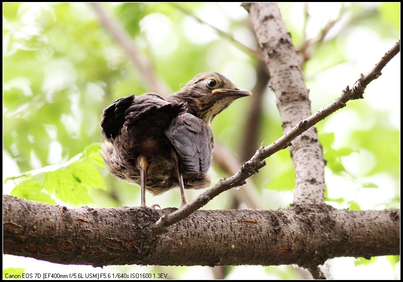 一组乌鸫幼鸟图片