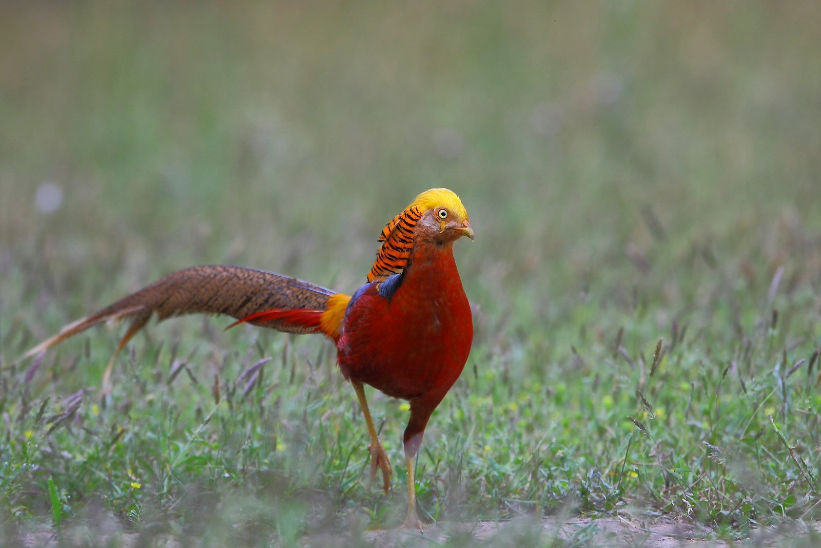 红腹锦鸡高贵清晰的红腹锦鸡请单击看大图