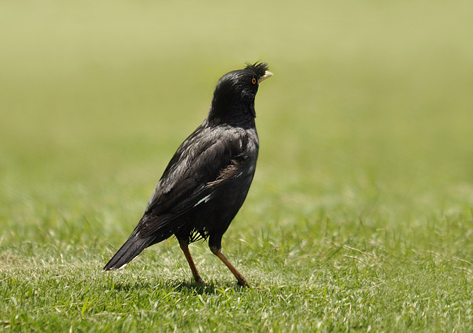 鸲鹆信步闹市草坪