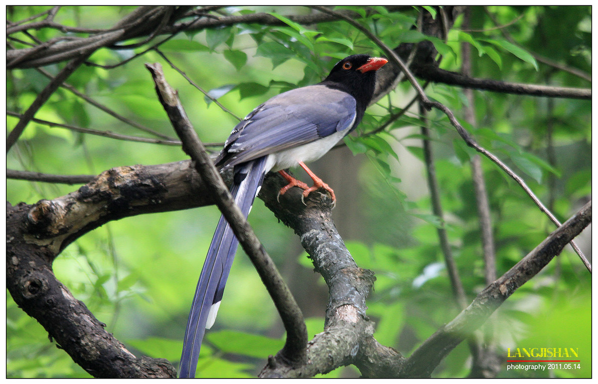 昨天拍的红嘴蓝喜鹊 - 林鸟版 forest birds 鸟网