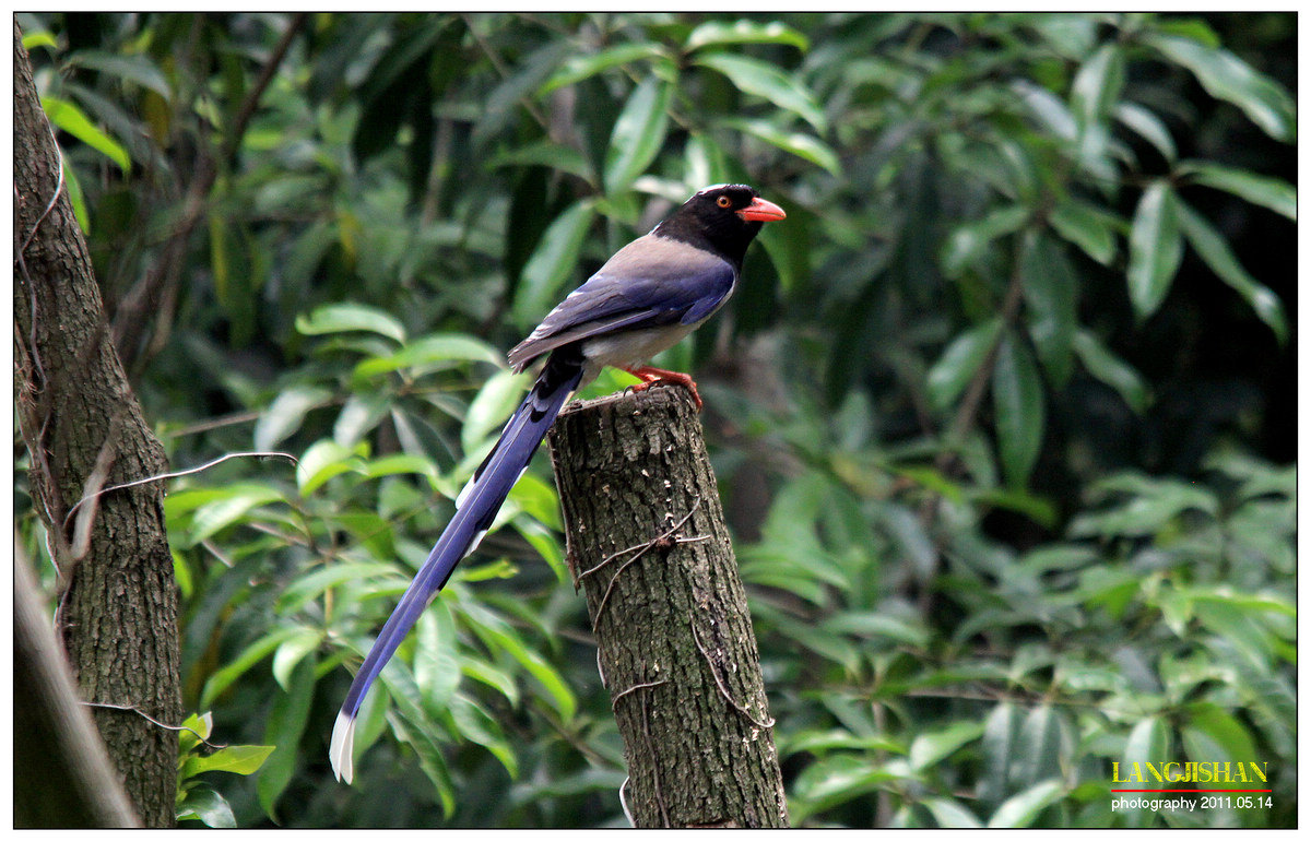 昨天拍的红嘴蓝喜鹊