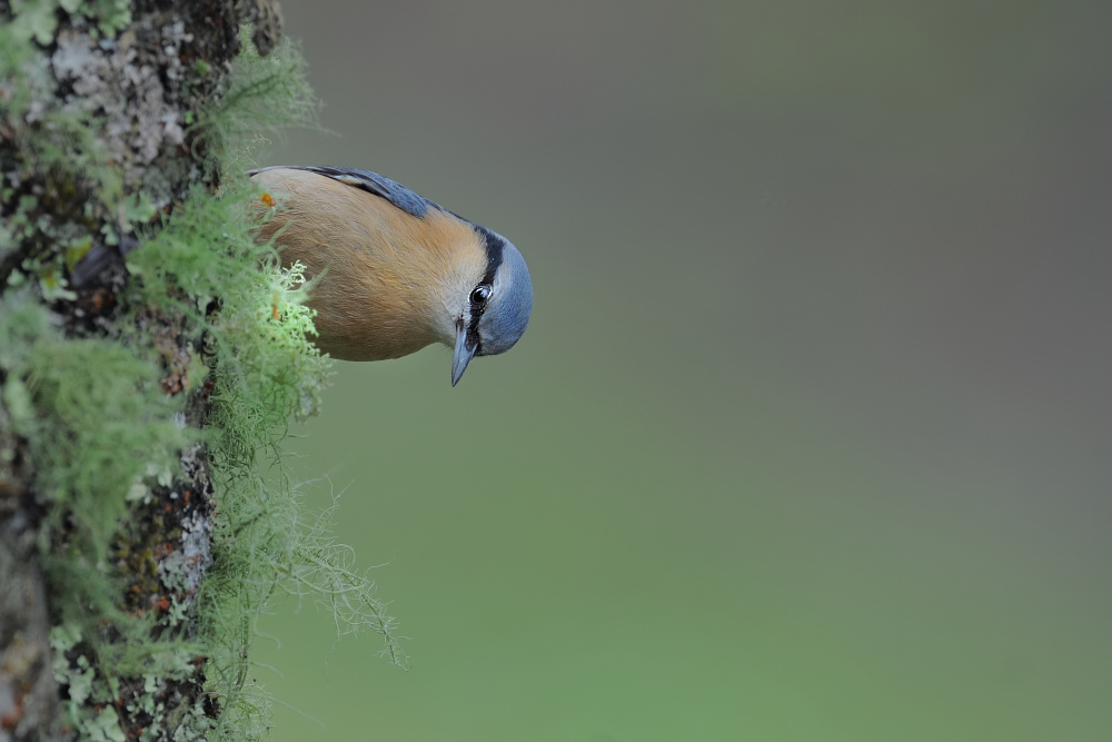 (白耳奇鹛)阿里山飞羽分享