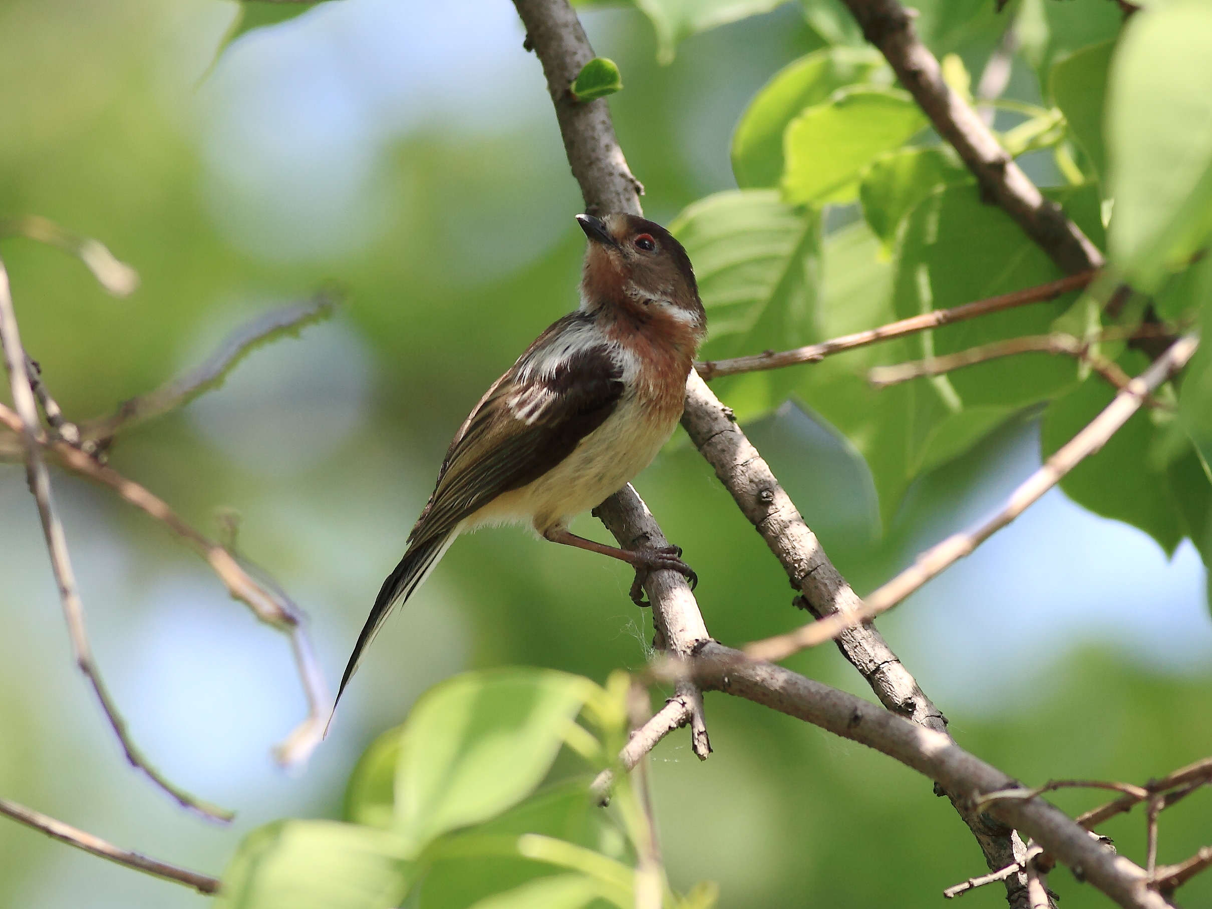 section 69 鳥類識別 bird identification 69 請問這是銀喉長尾