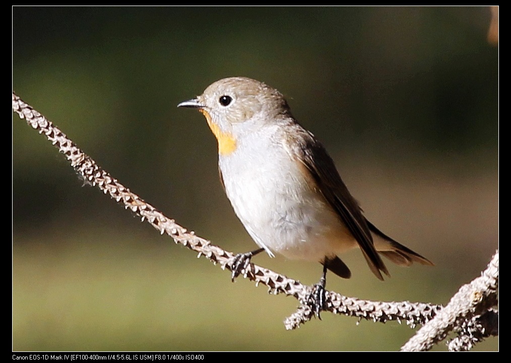 红喉姬鹟鸟黄点颏