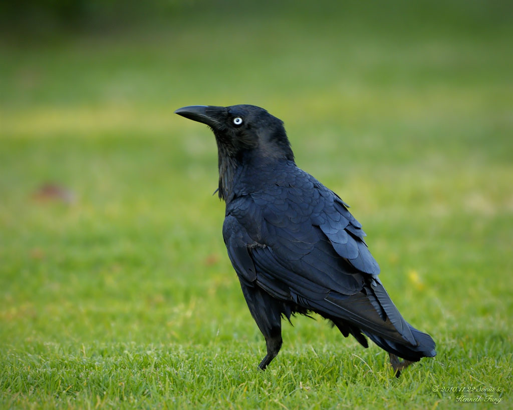澳洲渡鴉 corvus coronoides