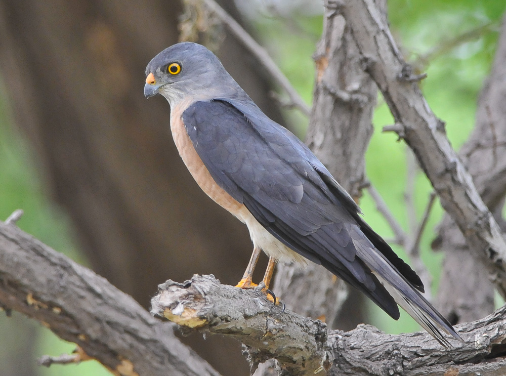 是日本松雀鹰吗?