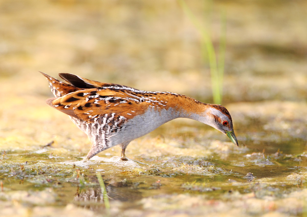 小田鸡做客大汶河