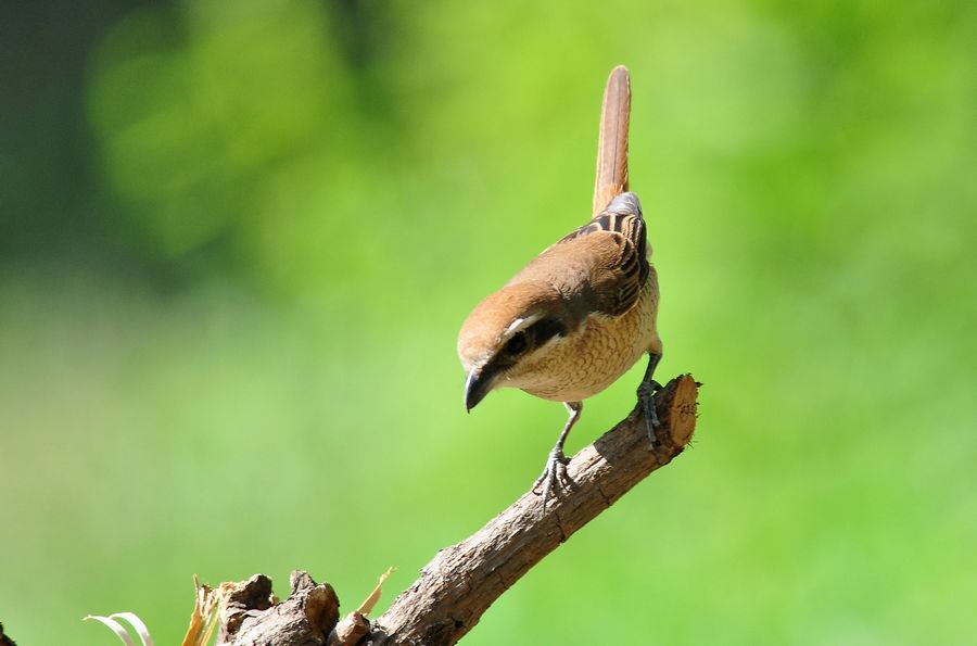 漂亮的伯勞鳥