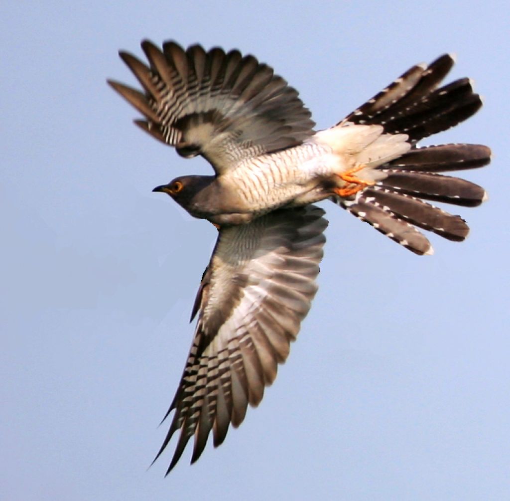 辽宁地区春季鸟(希望大家踊跃响应)