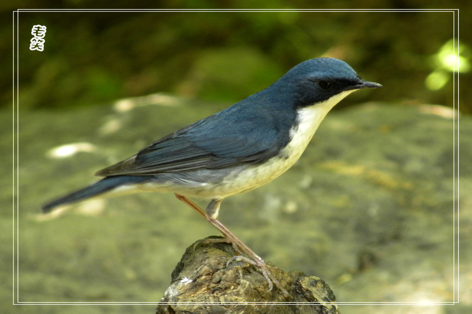 北京呆很多天的【蓝歌鸲】,第一次拍到.