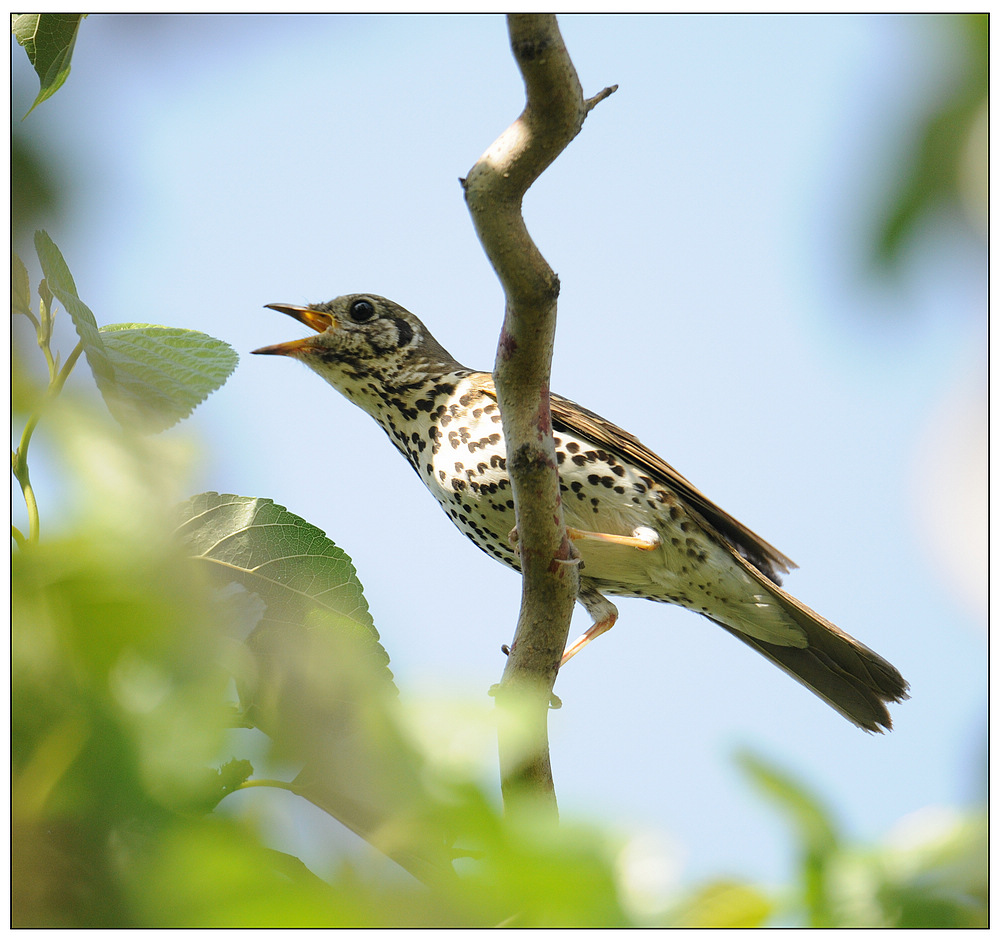 (蓝歌鸲)今日收获珍惜鸟--宝兴歌鸫!