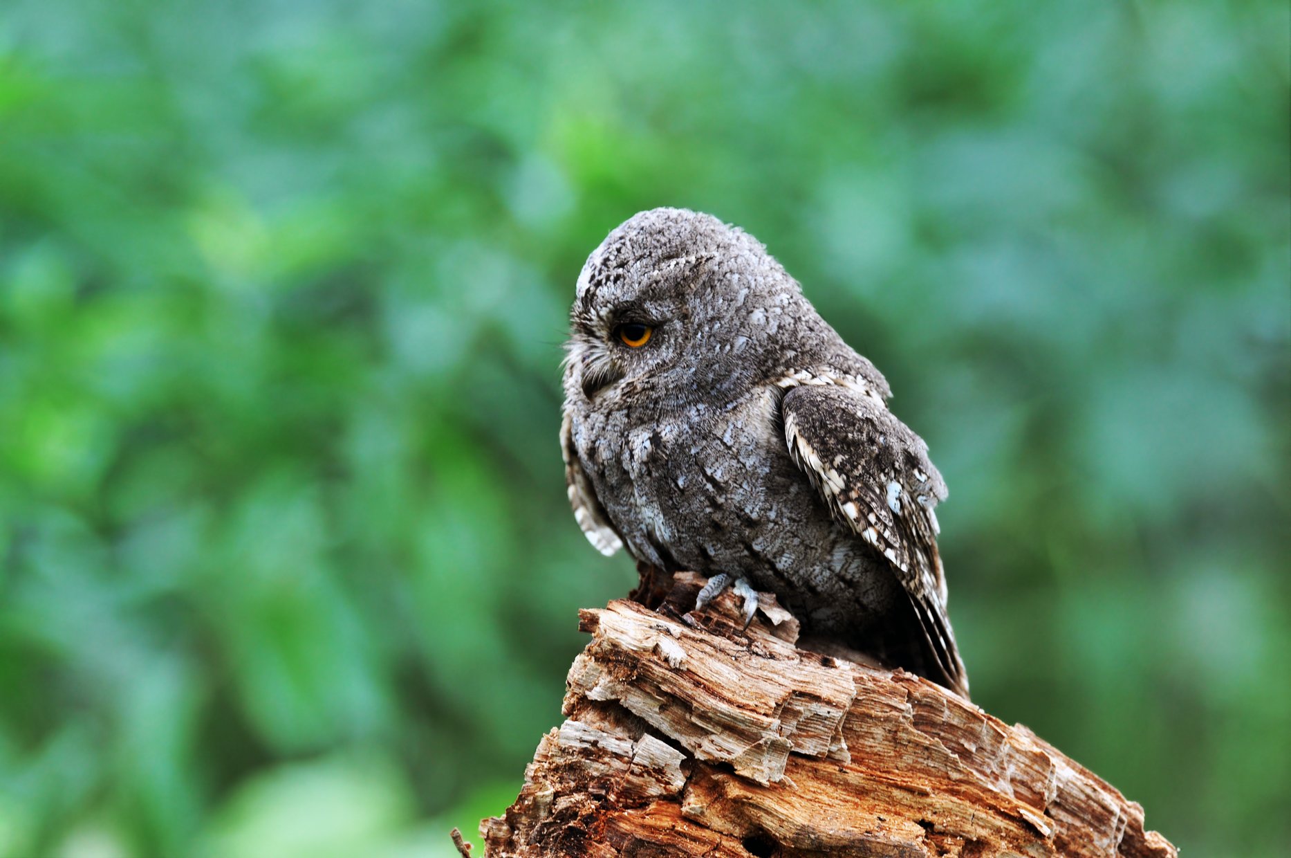 窥视(东方角鸮)