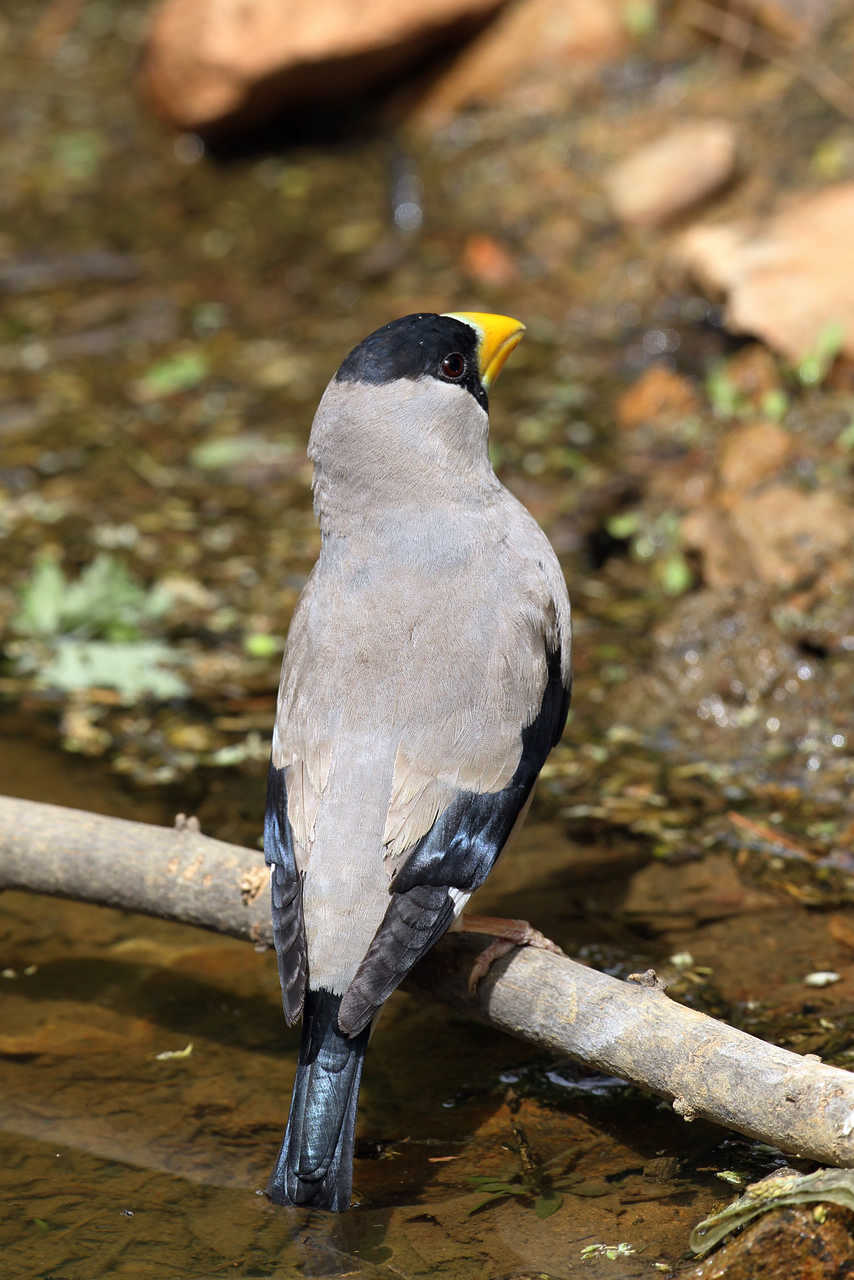 竖拍背版的黑头大蜡嘴