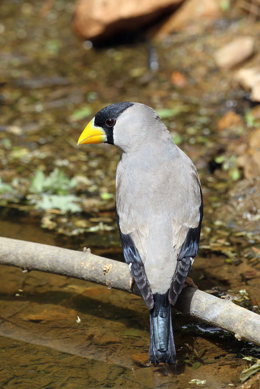 竖拍背版的黑头大蜡嘴