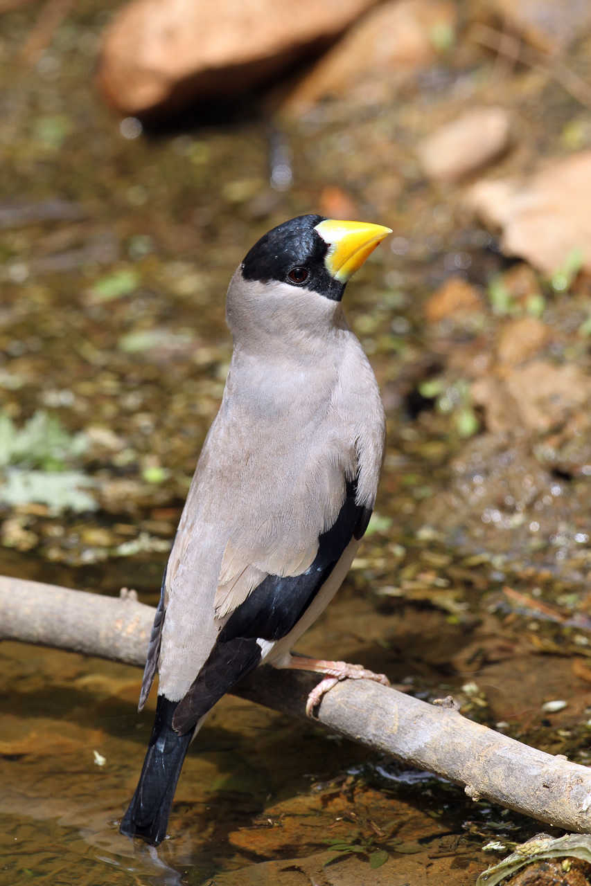 竖拍背版的黑头大蜡嘴