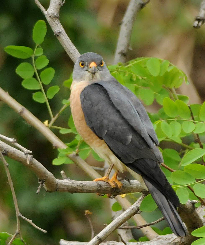 疑似日本松雀鹰