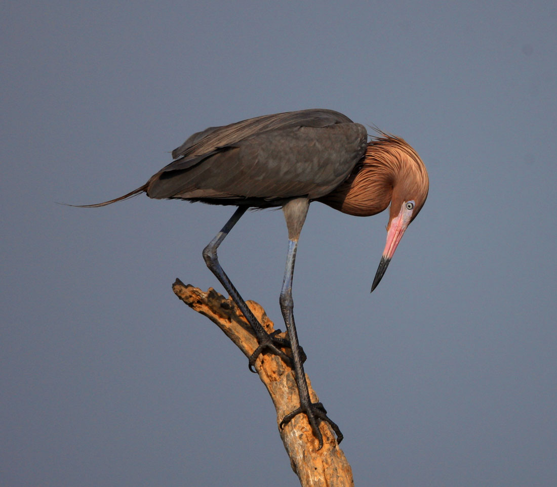 棕颈鹭一组棕颈鹭