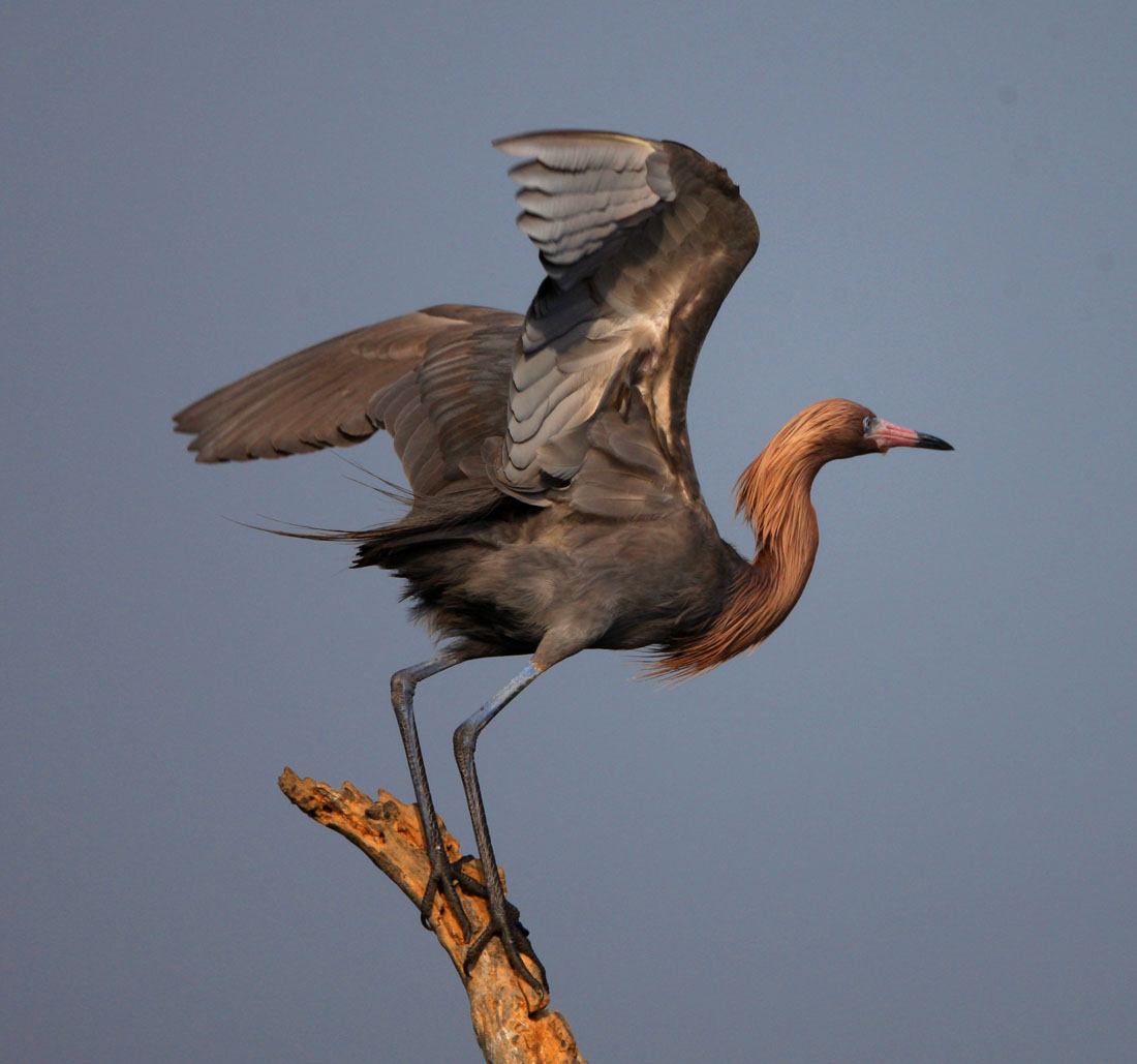 棕颈鹭一组棕颈鹭
