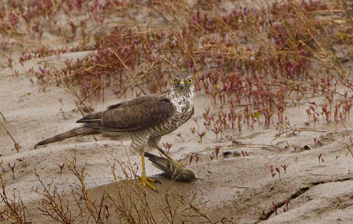 一组雀鹰吃柳莺