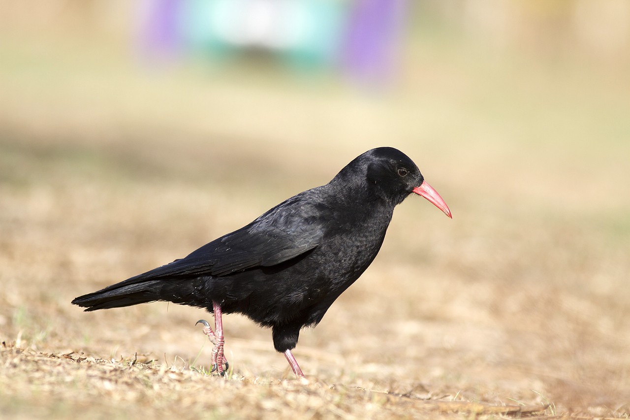 超近版红嘴山鸦高清大图