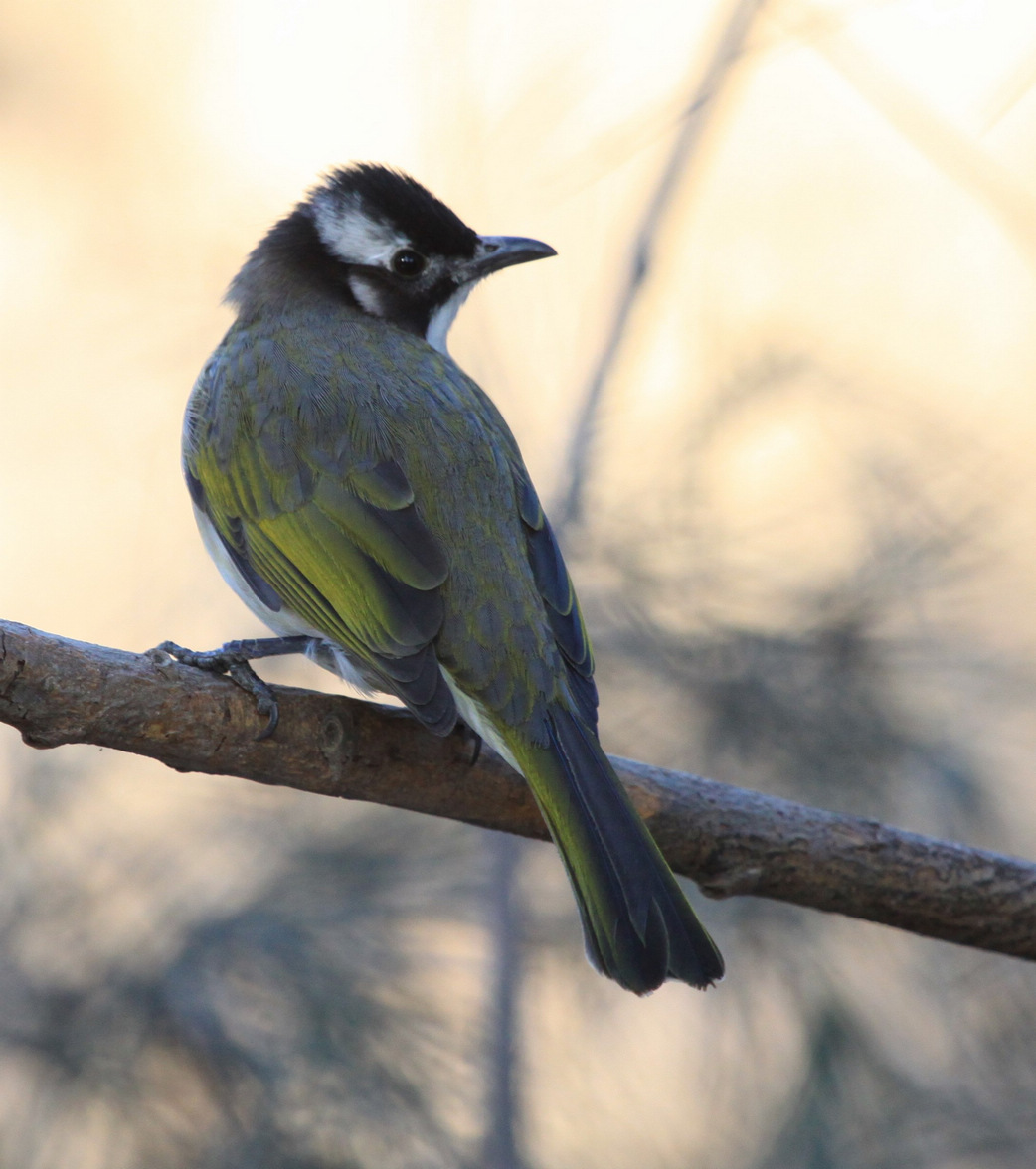 大山雀,北红尾鸲,黄喉鹀 ,白头翁,斑鸫—河北—北戴河海边