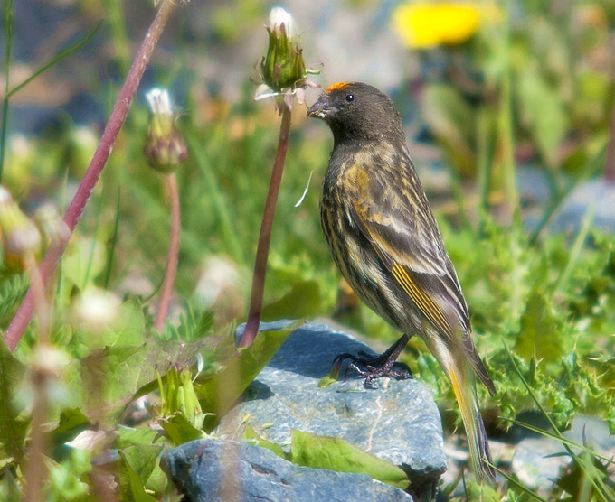 难得一见的金额丝雀