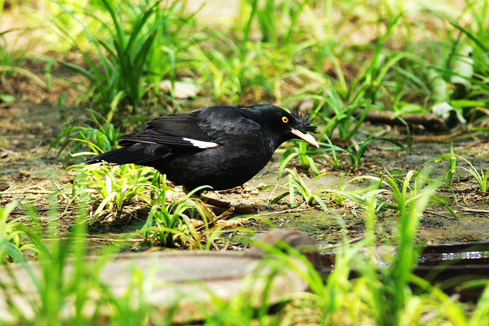 一组漂亮的鸲鹆
