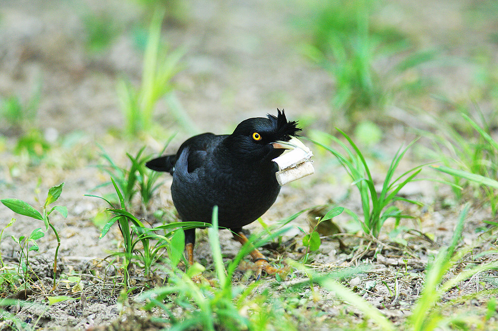 一组漂亮的鸲鹆