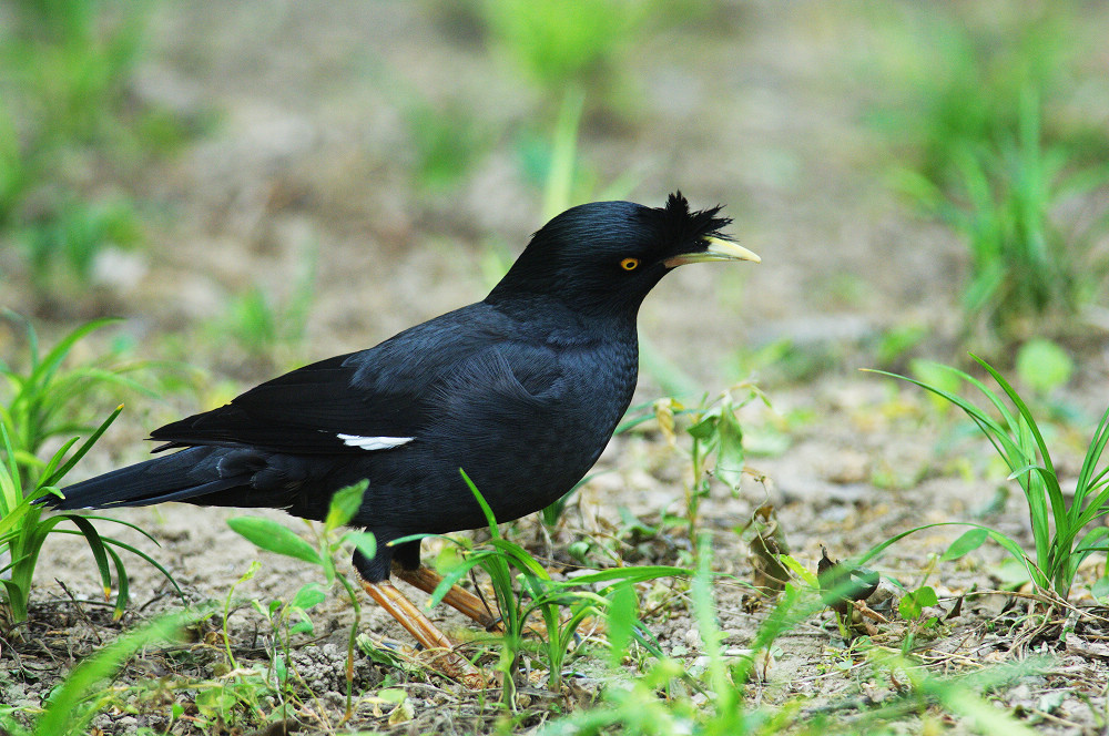 一组漂亮的鸲鹆
