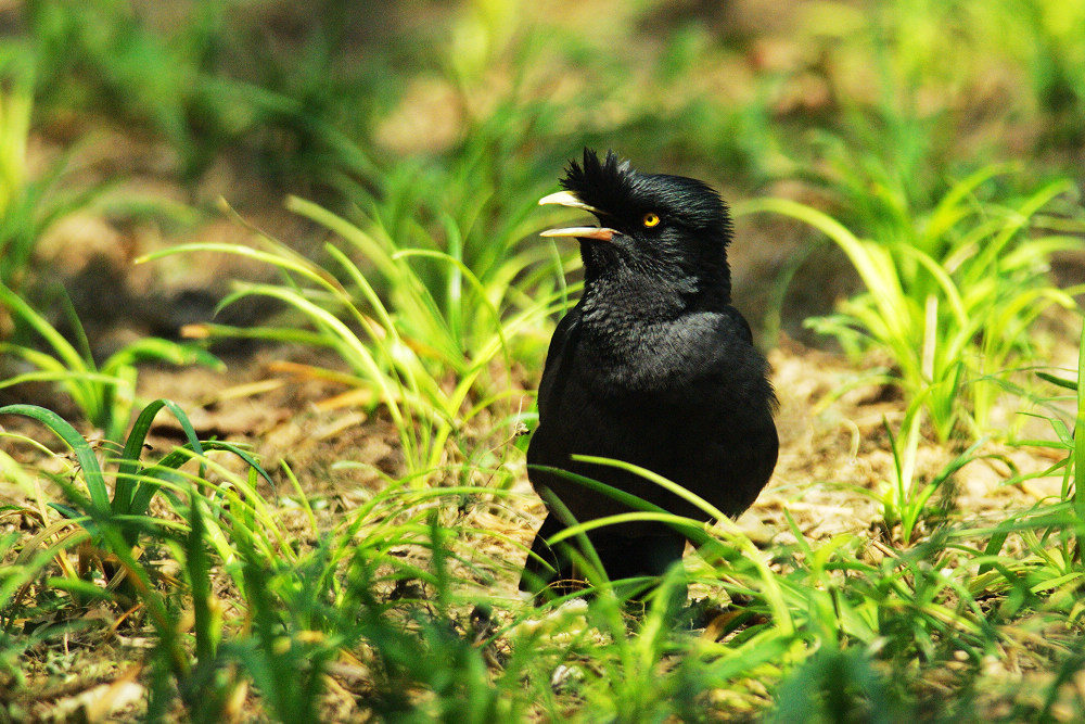 一组漂亮的鸲鹆