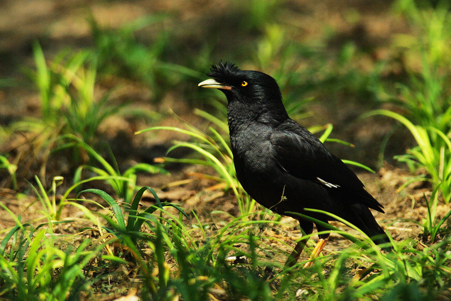 一组漂亮的鸲鹆
