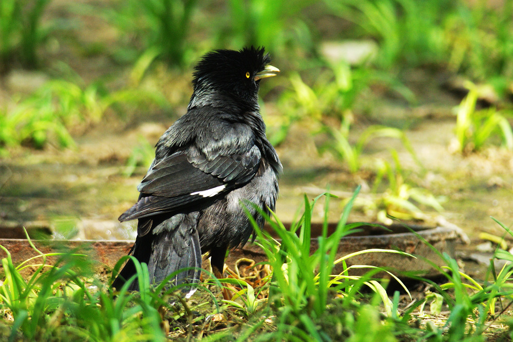 一组漂亮的鸲鹆
