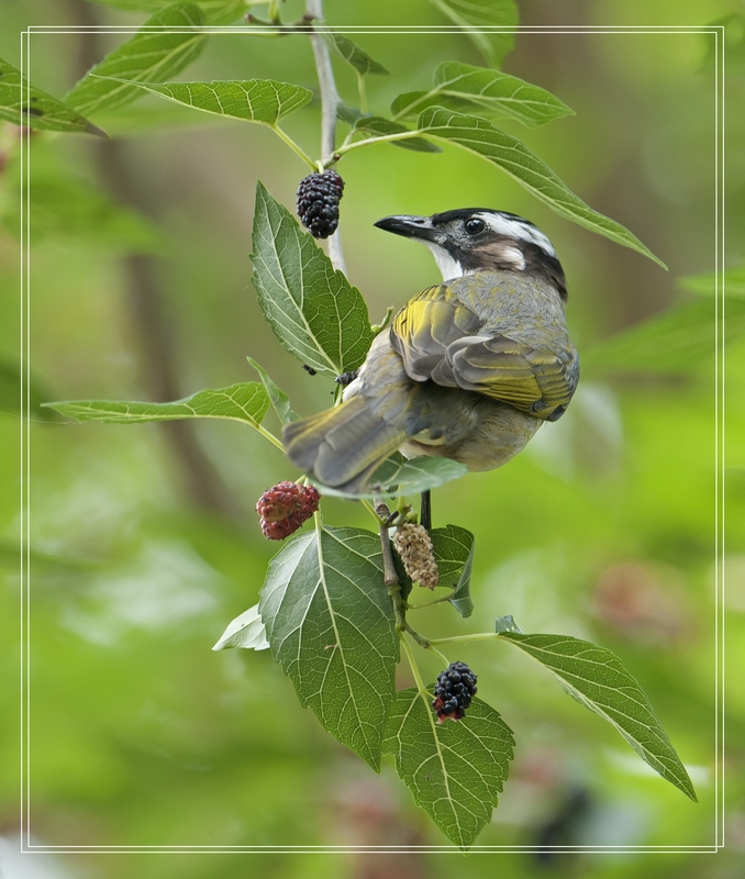 吃桑葚的鸟儿们