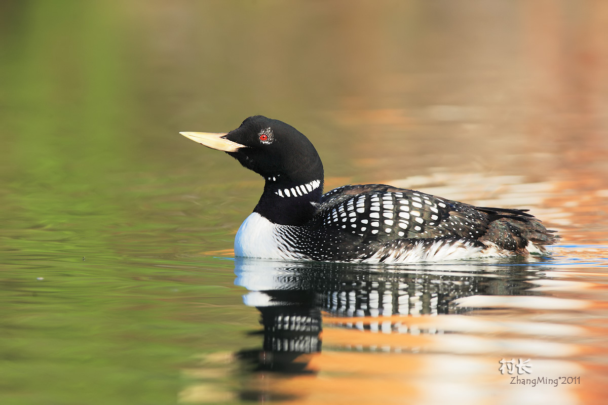 (黄嘴潜鸟)白嘴潜鸟