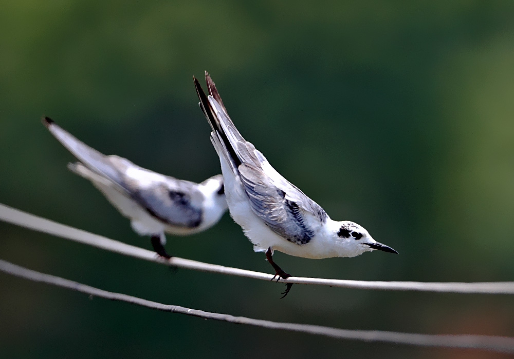 白翅浮鸥-祝各位鸟友端午节愉快