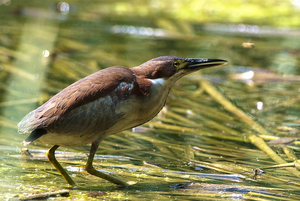 紫背苇鳽