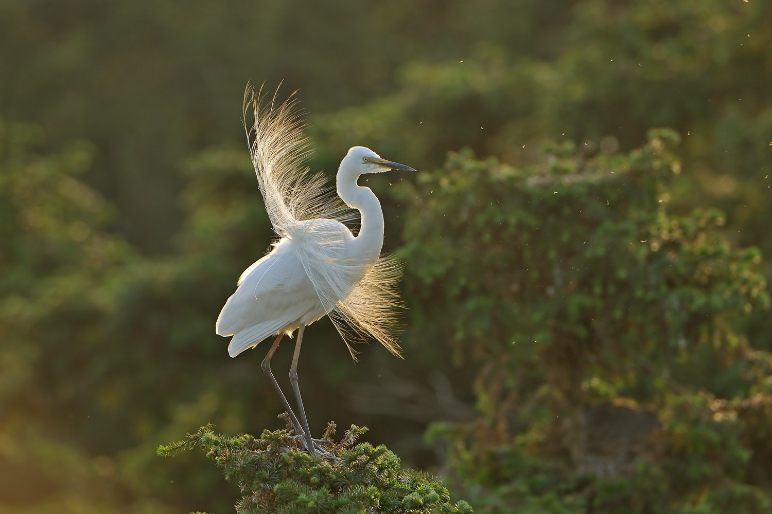 中白鹭白鹭亮羽