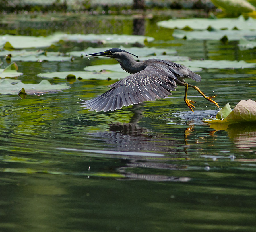会钓鱼的鸟绿鹭浙江杭州老潘