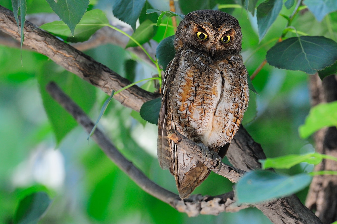 表情丰富的东方角鸮