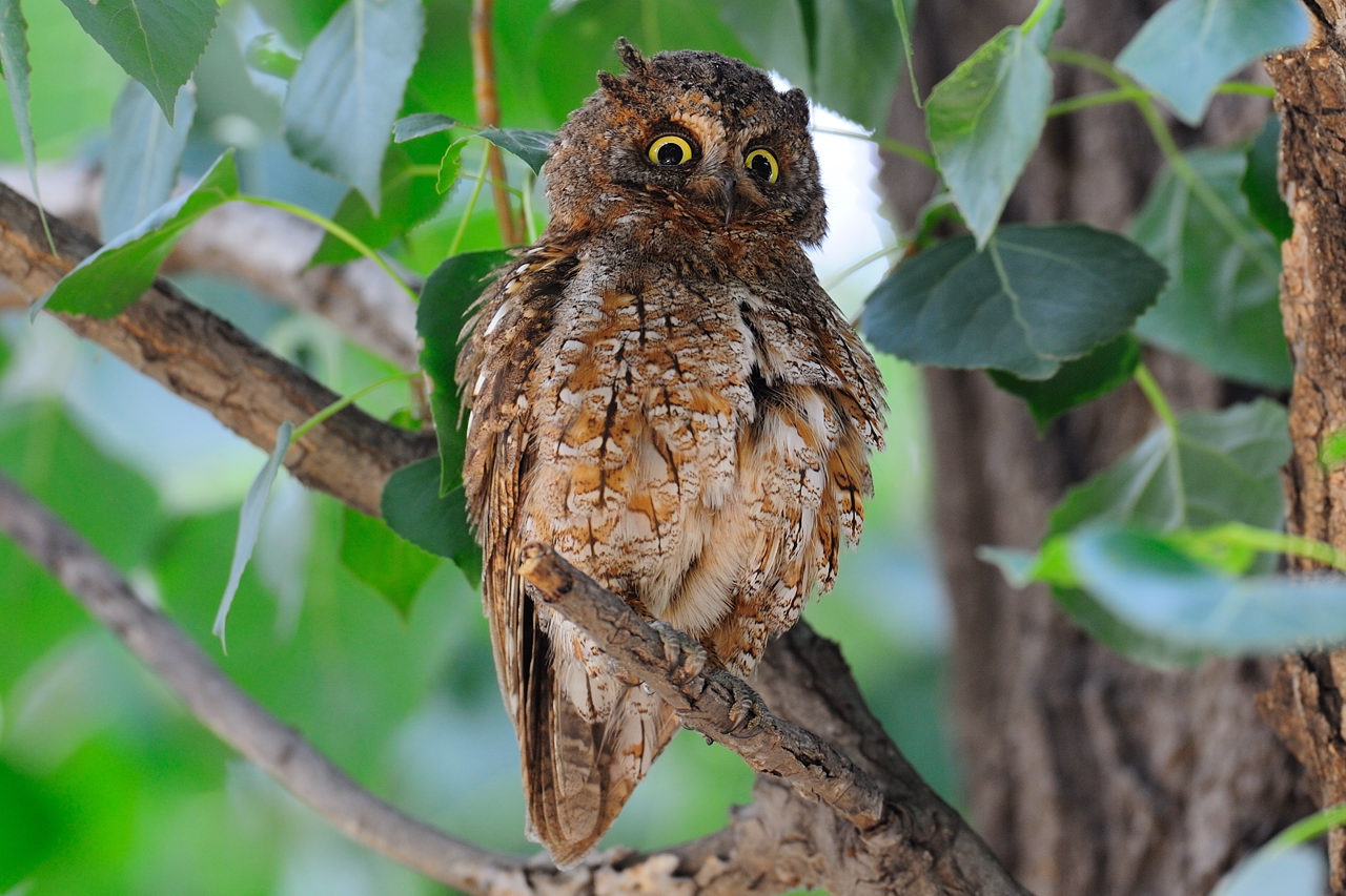 表情丰富的东方角鸮