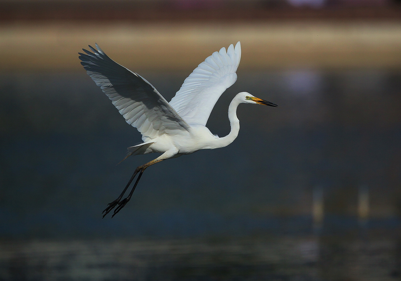 白鹭优美的飞行状态