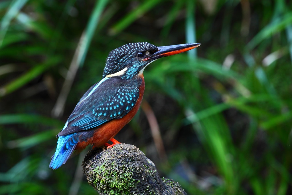 斑头大翠鸟斑头大翠鸟