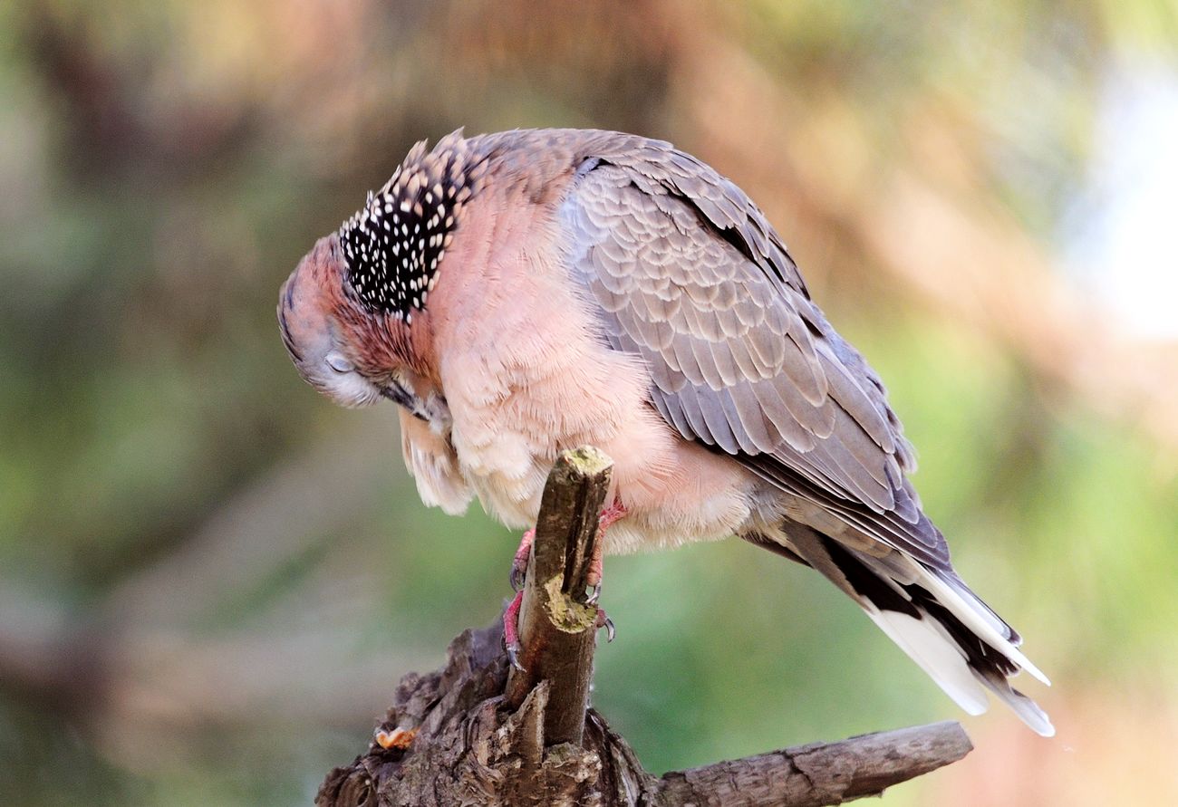 珠颈斑鸠模特版
