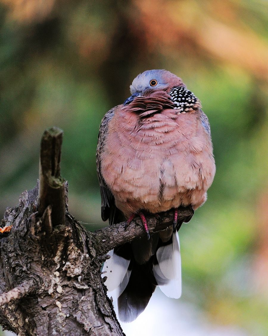 珠颈斑鸠(模特版)