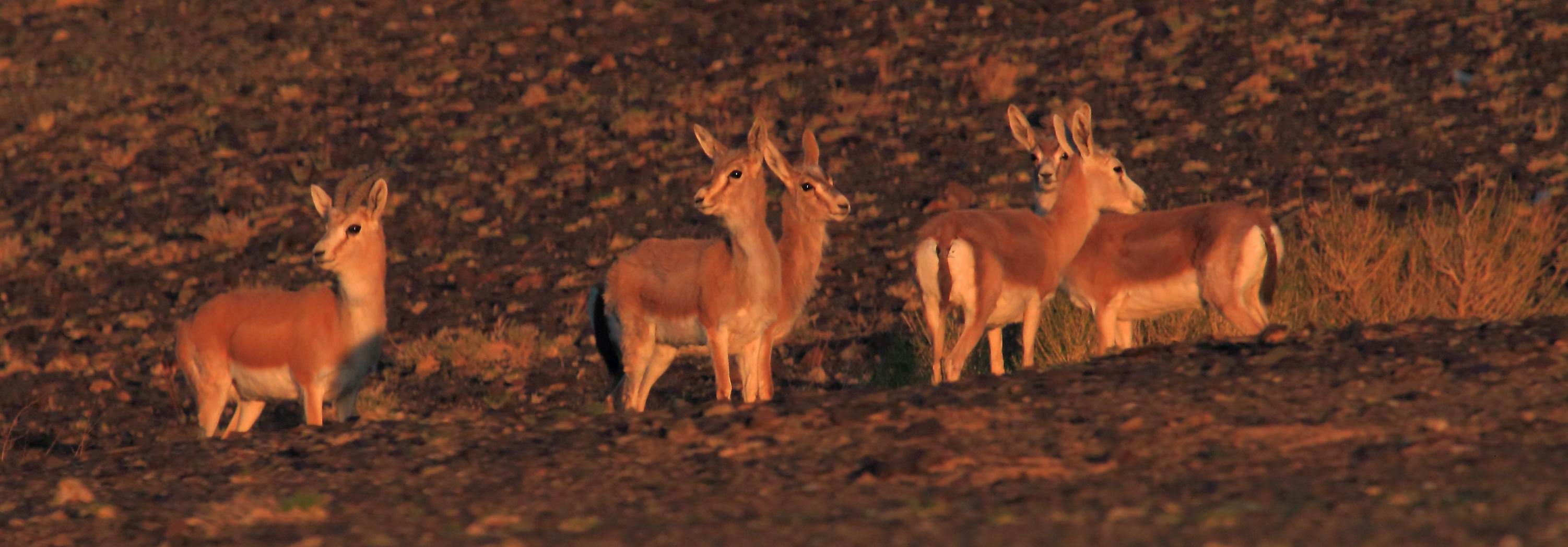 新疆五彩湾野生黄羊