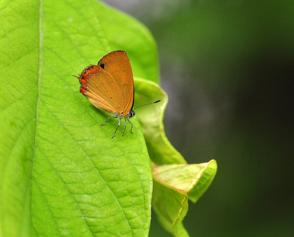 一组浓紫彩灰蝶