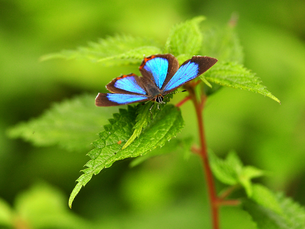 一组浓紫彩灰蝶