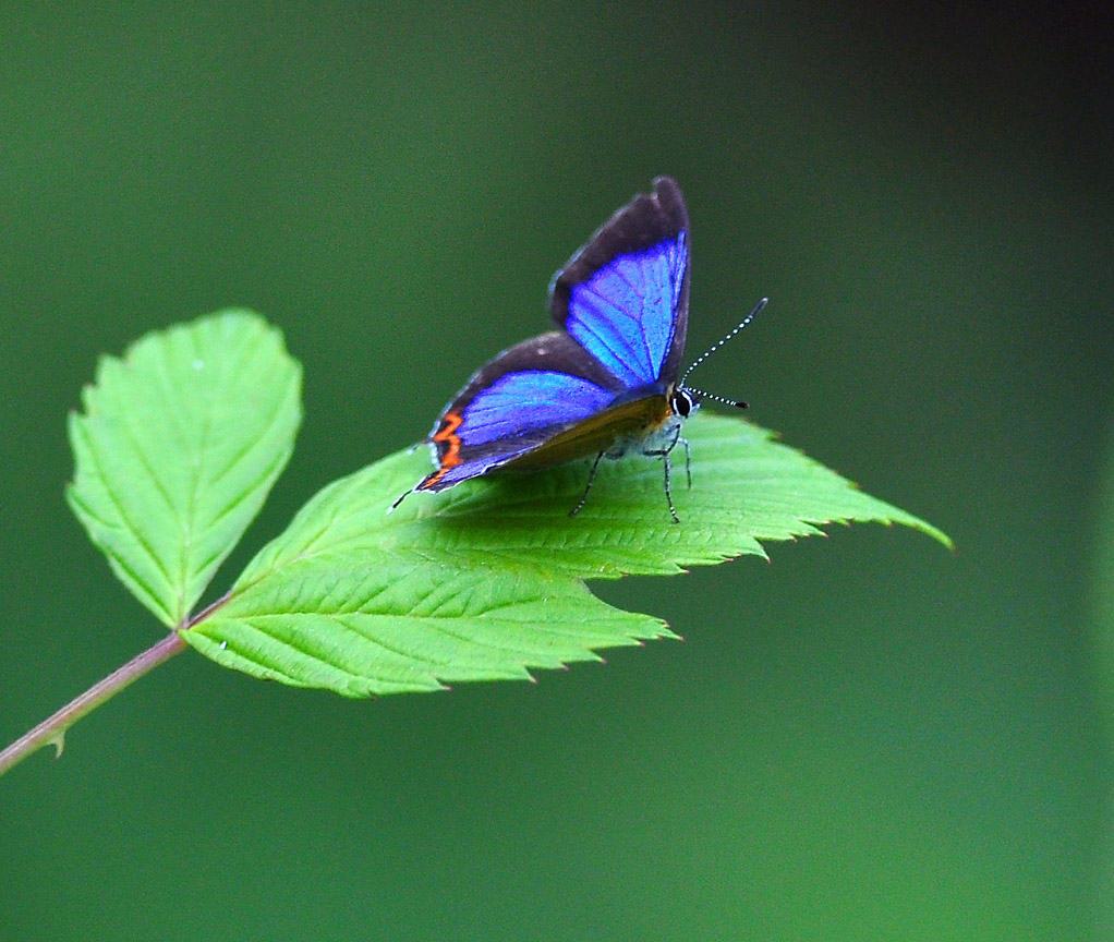一组浓紫彩灰蝶