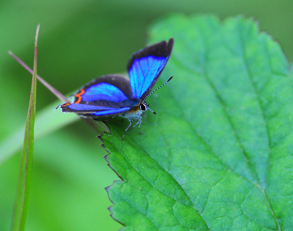 一组浓紫彩灰蝶