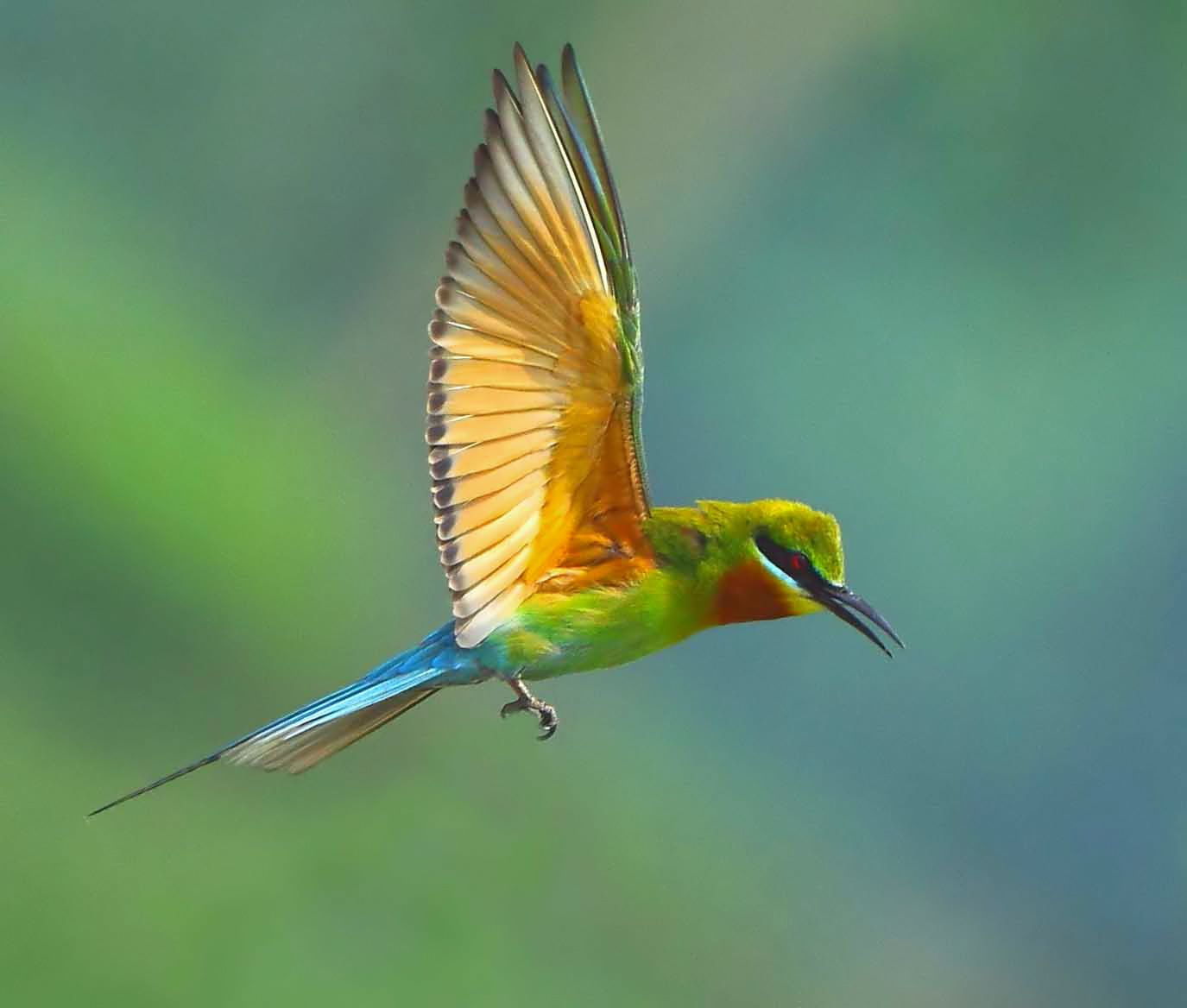 (栗喉蜂虎)海南飞虎队